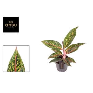 Aglaonema Pepper Bells