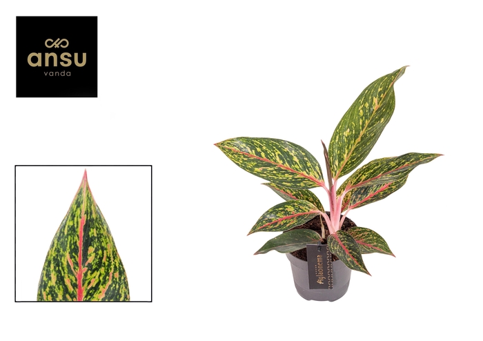<h4>Aglaonema Pepper Bells</h4>