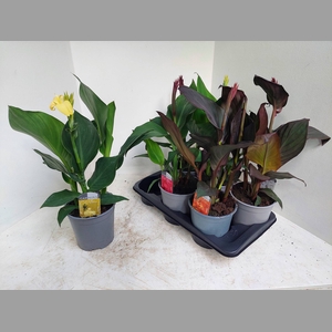 CANNA CANNOVA GEM