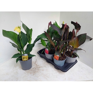 CANNA CANNOVA GEM