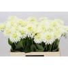 Dahlia Snow Cap
