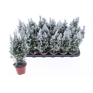 Cham L Ellwoodii + Snow