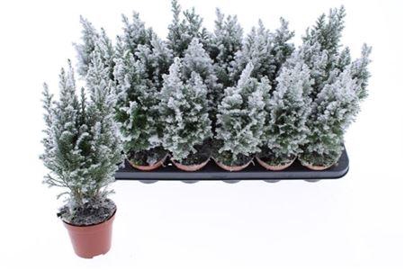 <h4>Cham L Ellwoodii Snow</h4>