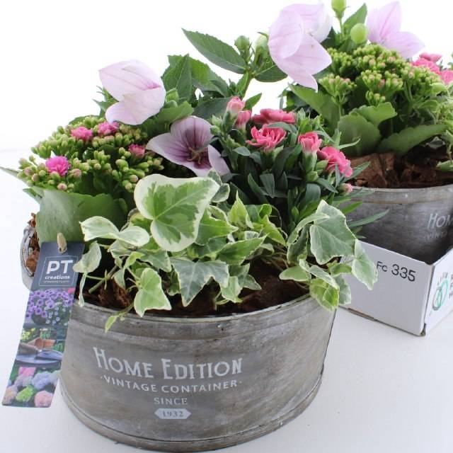 <h4>ARR TUINPLANTEN</h4>