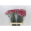 Dianthus St Bacarat