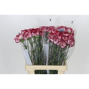 Dianthus St Bacarat