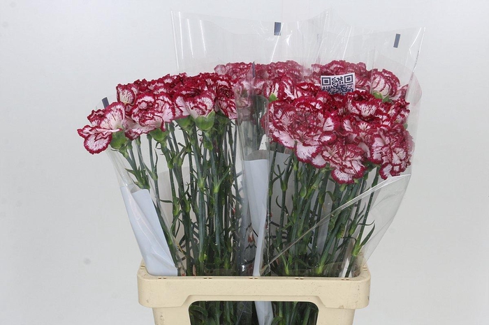 Dianthus St Bacarat