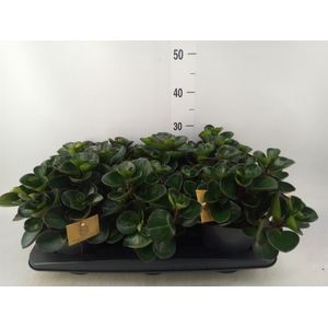 Peperomia obt. 'Burning Bush'