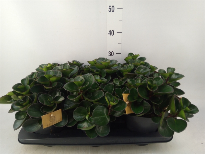 <h4>Peperomia obt. 'Burning Bush'</h4>