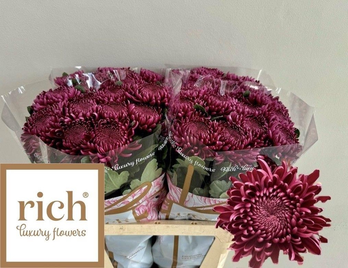 <h4>Chr G Bigoudi Purple</h4>