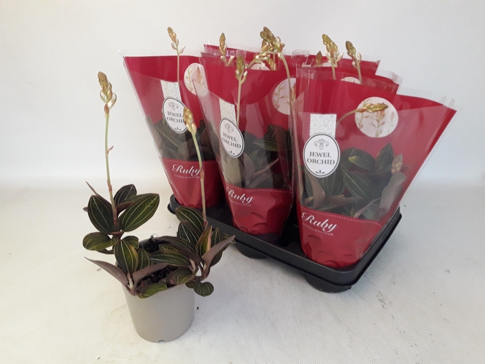 <h4>LUD DISCOLOR</h4>