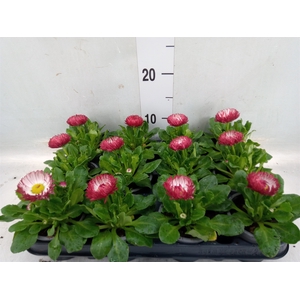 Bellis perennis 'Roggli Red'