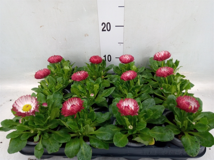 <h4>Bellis perennis 'Roggli Red'</h4>