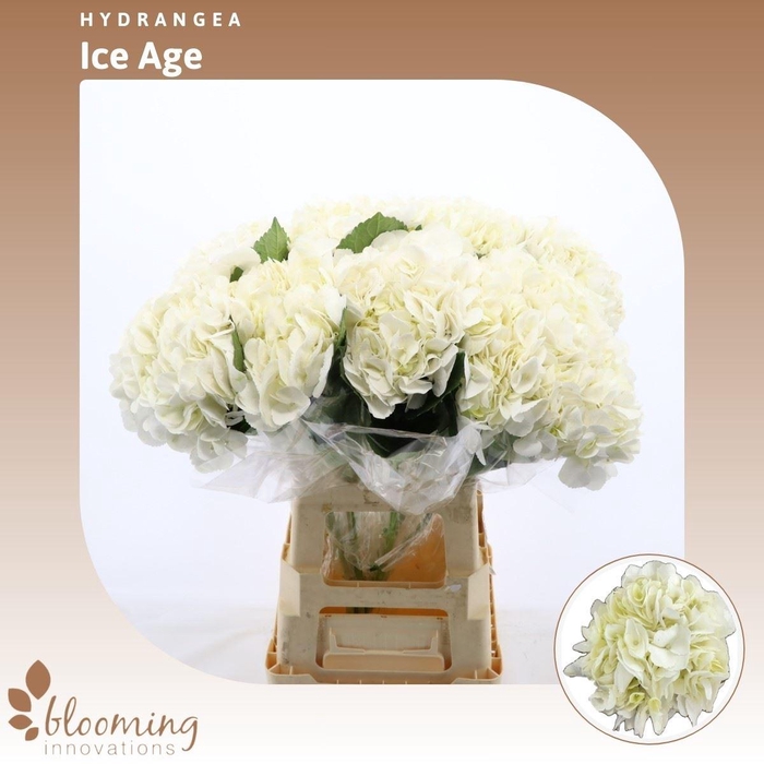<h4>Hydrangea Ice Age | Wit</h4>