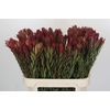 Leucadendron Safari Sunset
