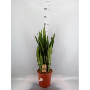 Sansevieria zeylanica