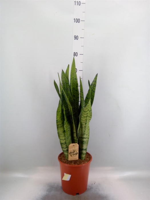 <h4>Sansevieria zeylanica</h4>