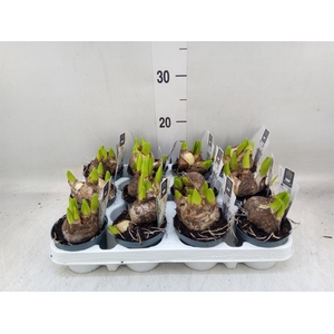 Hyacinthus orie. 'Multifl' ..