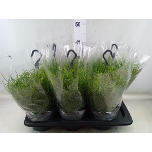 Rhipsalis clavata 'Easy Sweety'
