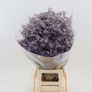 Limonium Safora Lilac