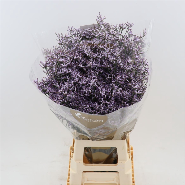 <h4>Limonium Safora Lilac</h4>