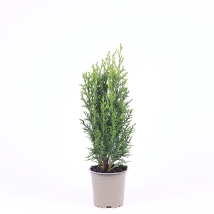 Chamaecyparis lawsoniana 'Robusta'
