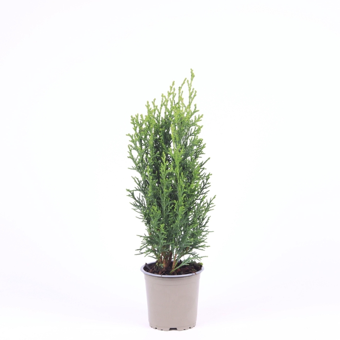 <h4>Chamaecyparis lawsoniana 'Robusta'</h4>
