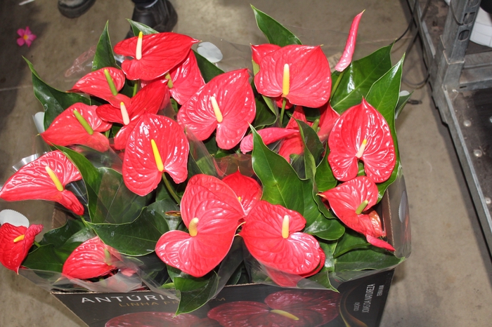 <h4>ANTHURIUM MICHIGAN P17 PREMIUM</h4>