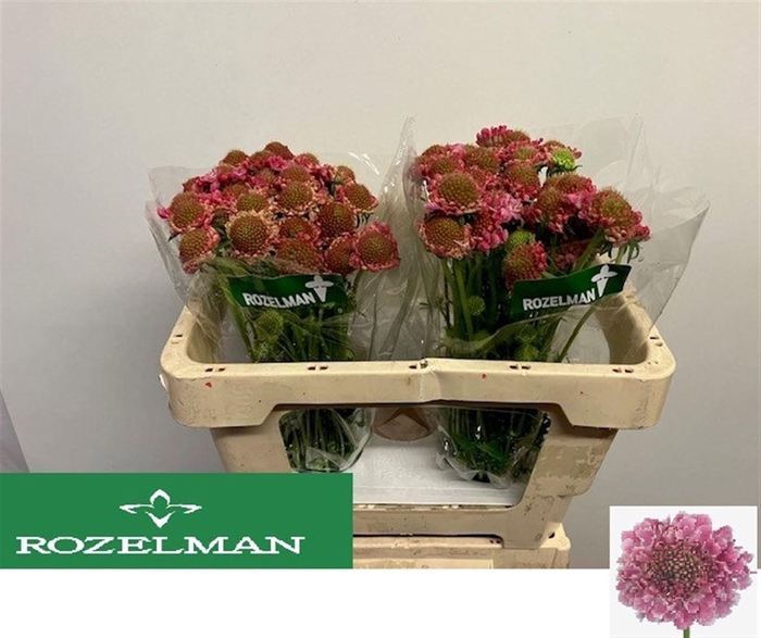 <h4>SCAB AT CANDY SCOOP</h4>