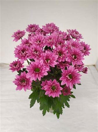 <h4>Chr T Prada</h4>