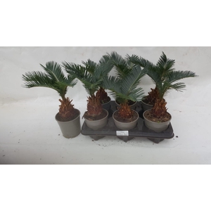 CYCAS REVOLUTA