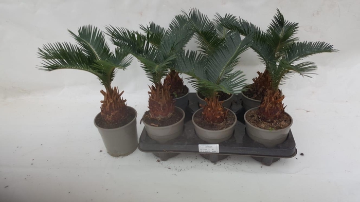 <h4>CYCAS REVOLUTA</h4>