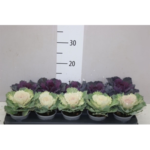 Brassica (sierkool) Gemengd