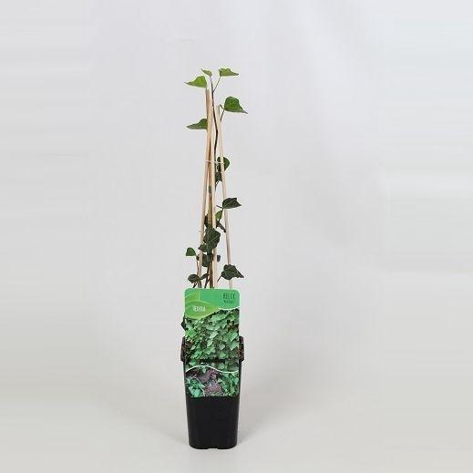 <h4>Hedera helix Woerner</h4>