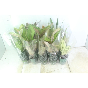 AGLAONEMA VARIADA P12 PREMIUM