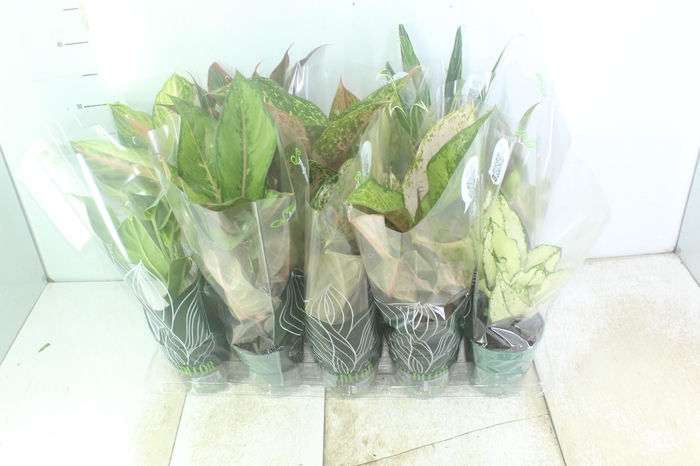 <h4>AGLAONEMA VARIADA P12 PREMIUM</h4>