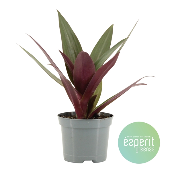 <h4>Tradescantia Purple Passion</h4>