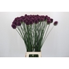 Allium Sphaerocephalon