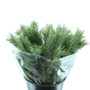 Pinus Mugo