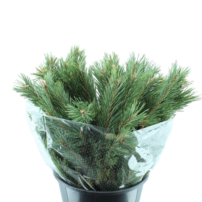 Pinus Mugo