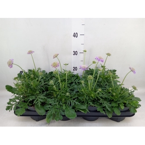Scabiosa columb. 'Butterfly Blue'