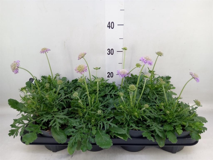 <h4>Scabiosa columb. 'Butterfly Blue'</h4>