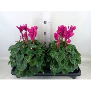 Cyclamen GR 'XL'