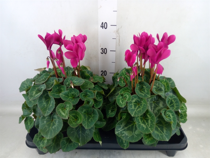 <h4>Cyclamen GR 'XL'</h4>