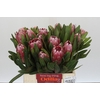 Protea Pink Ice
