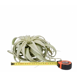 tillandsia xerographica x2