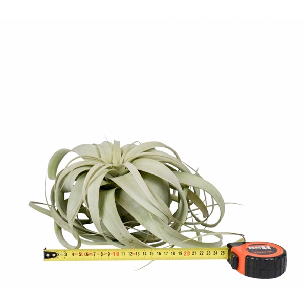 <h4>tillandsia xerographica x2</h4>