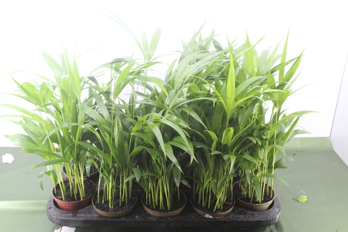 <h4>PALMEIRA ARECA BAMBU P11</h4>