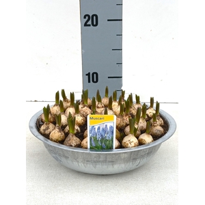 MUSCAR ARMENIACUM