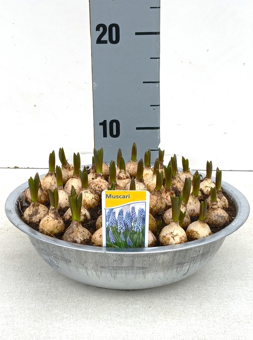 <h4>MUSCAR ARMENIACUM</h4>